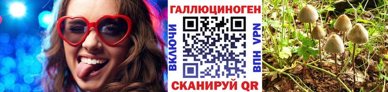 Псилоцибиновые грибы Psilocybe  сколько стоит  Грязи 